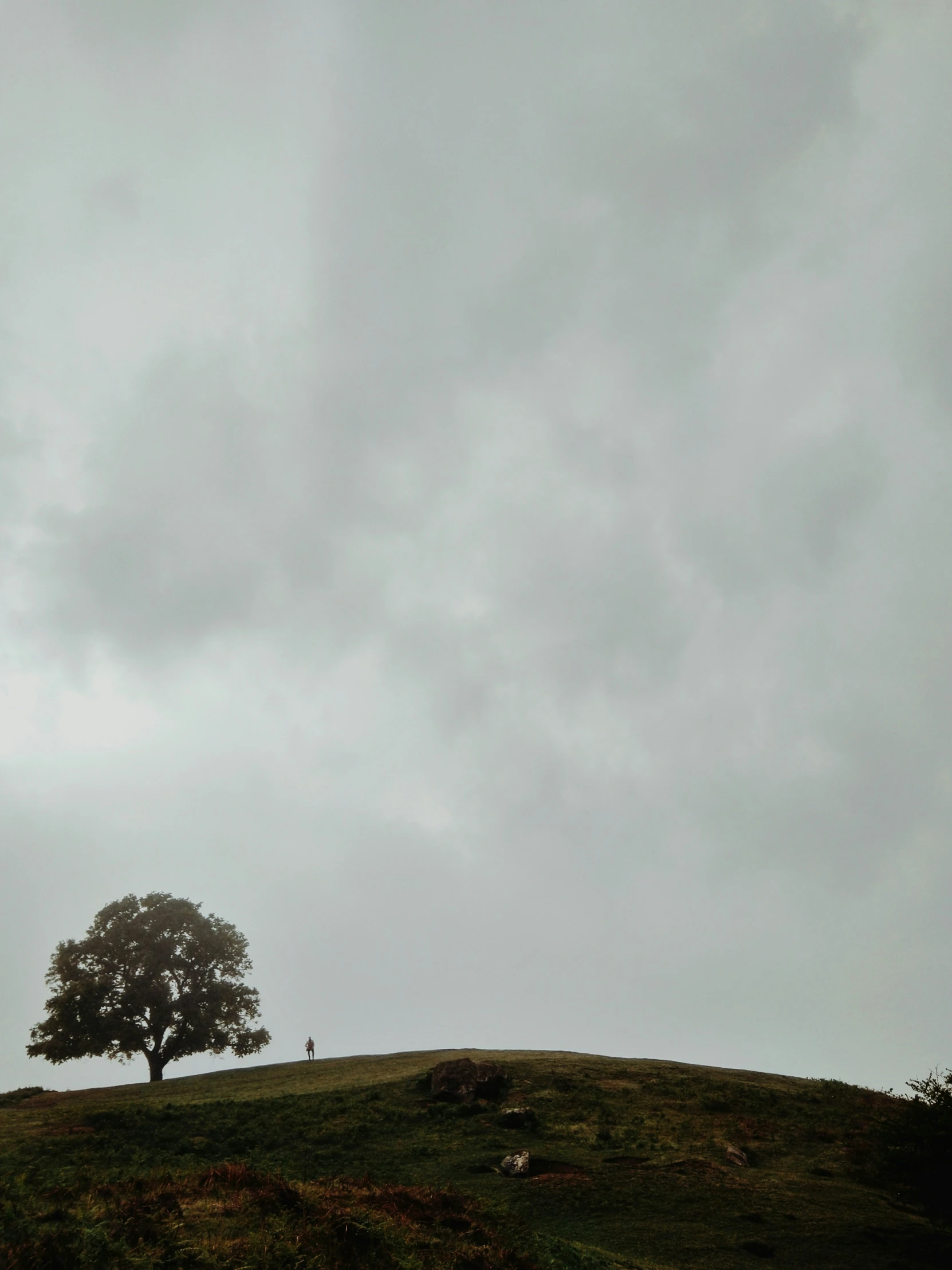 a tree on a grassy hill under a cloudy sky