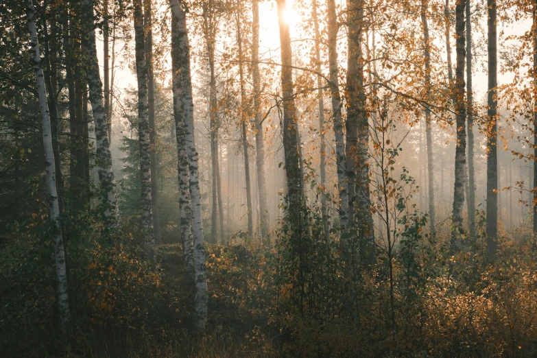 a group of trees in a forest during the sun