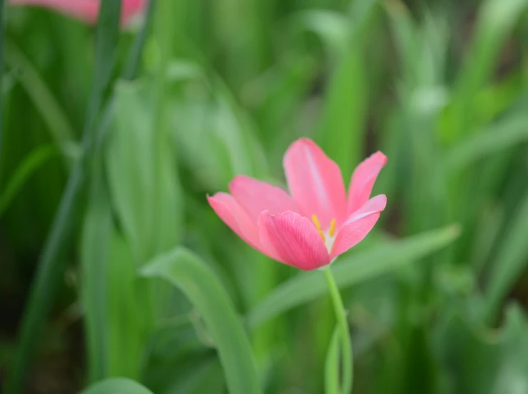 a flower that is sitting next to some green grass