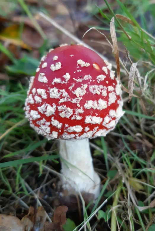 a red and white mushroom in a grass field