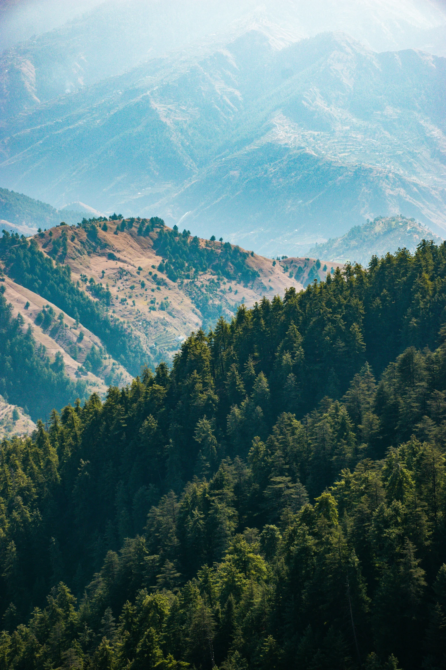 a forested area is shown with many trees