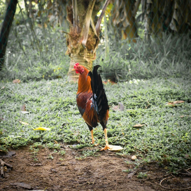 the rooster is standing in the grass alone