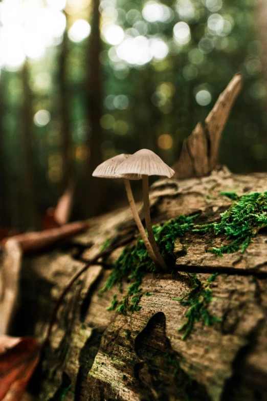 a mushroom sitting on top of a tree log