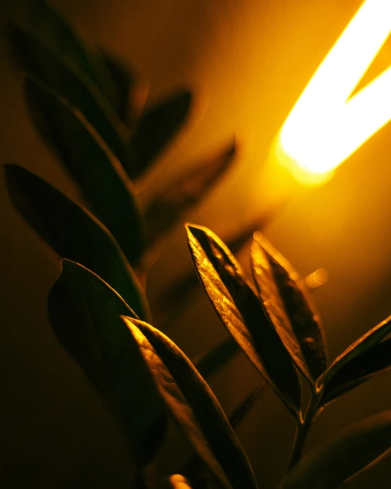 a dark light shines through the leaves of a plant