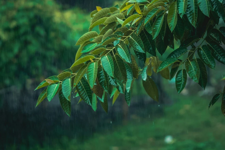 there is only one leaf right out on this tree