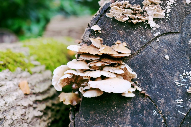 mushrooms growing on an old tree in a forest