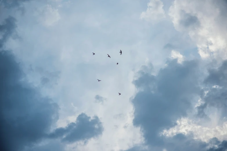 a group of birds flying in the sky