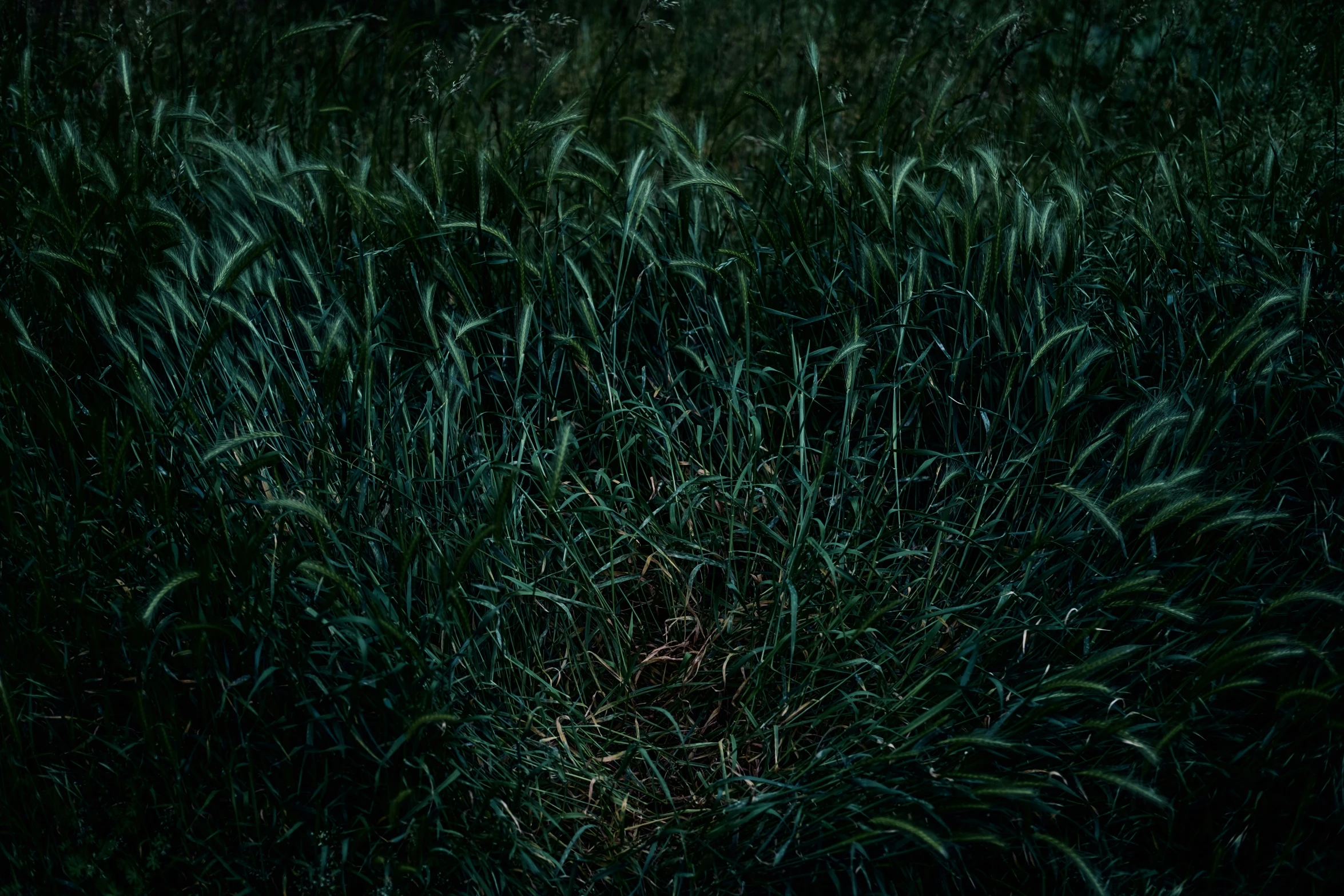 a field with green plants and tall grass