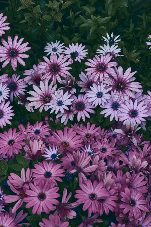 pink daisies stand out against a green background