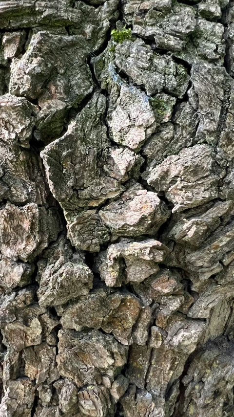 closeup of an old tree, which has little vegetation growing on the bark