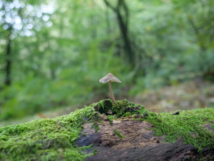 a moss covered stump with a mushroom in the center of it