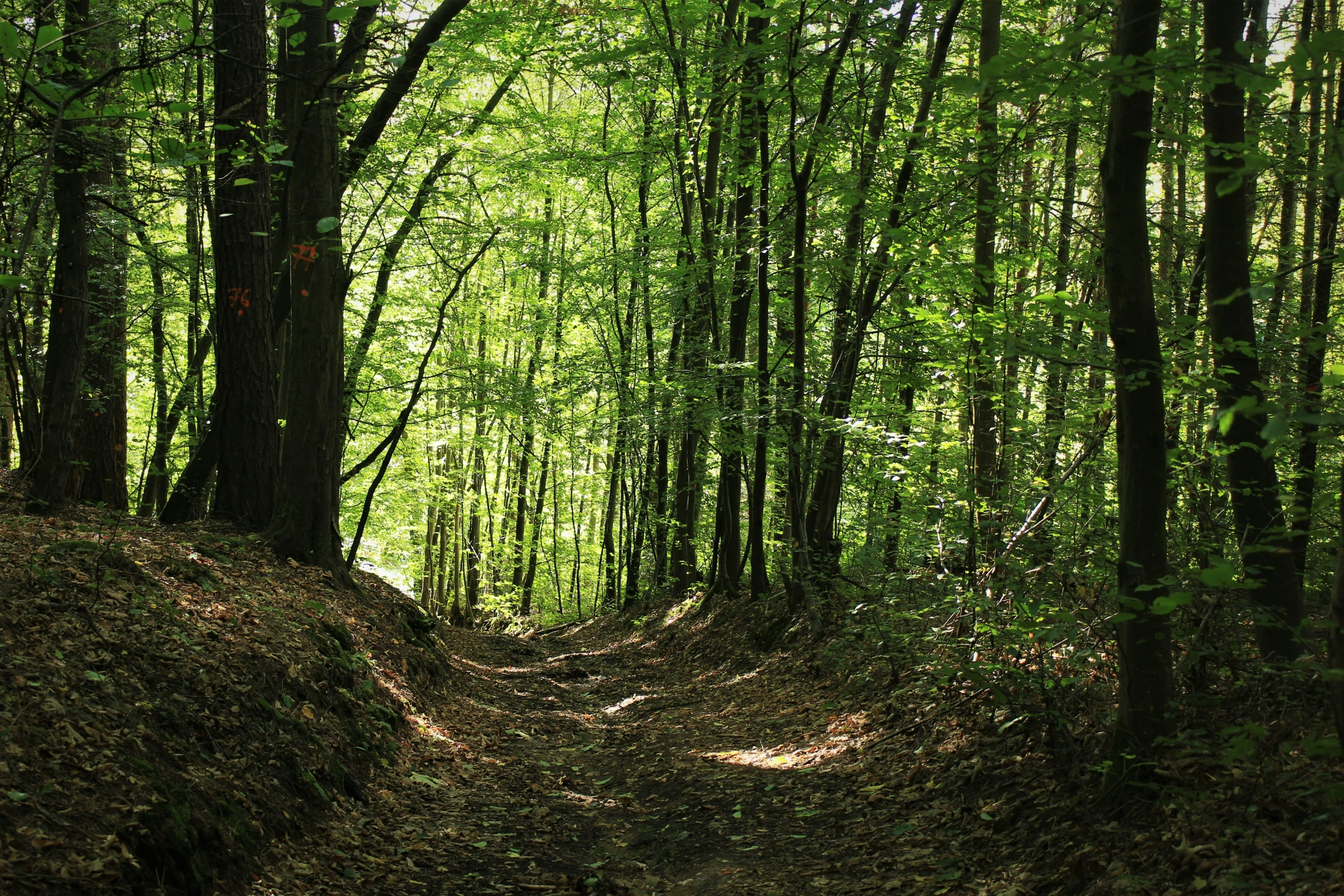 a dirt road surrounded by trees on both sides