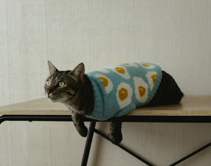 a cat in a sweater sitting on a table