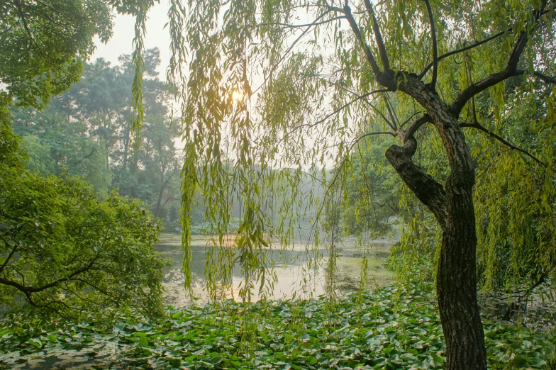 a park filled with lots of green trees and leaves