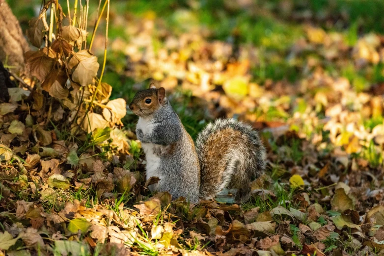 a squirrel looks up while standing in leaves