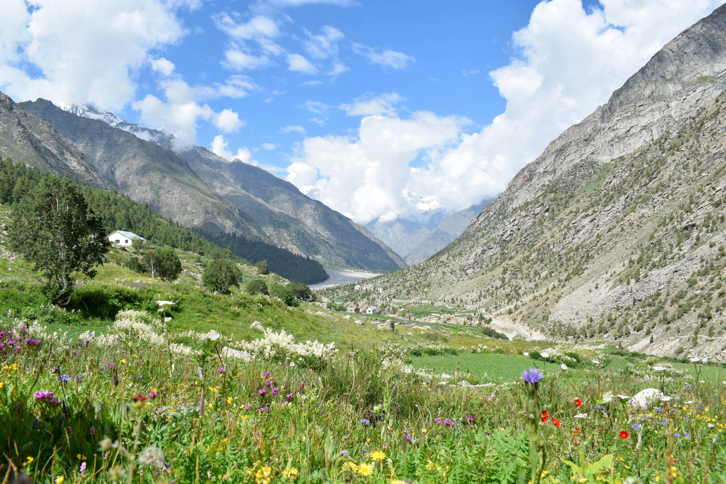 a valley surrounded by flowers and a mountain in the distance