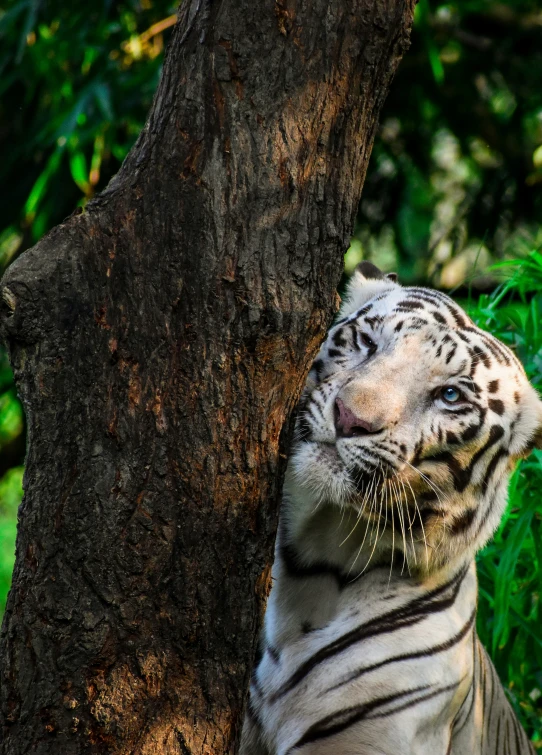 a white tiger resting against a tree in a jungle