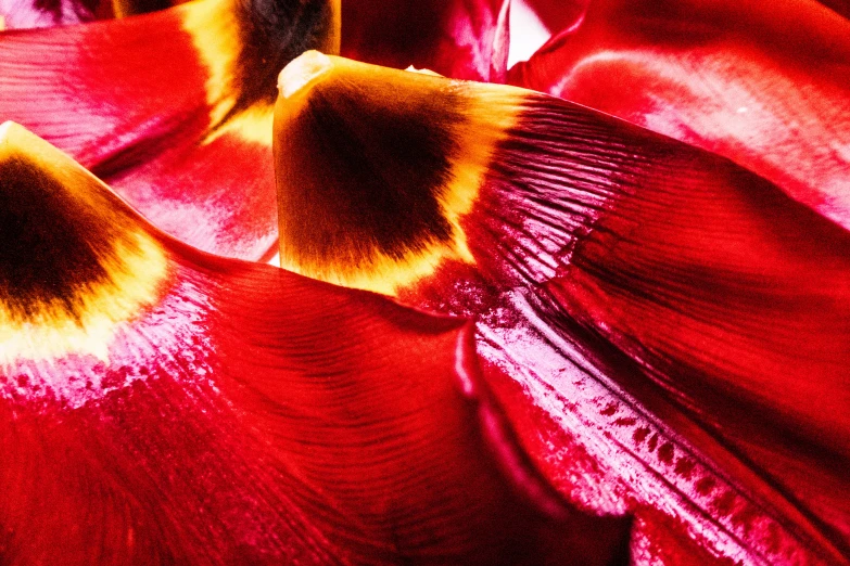the inside of a red flower that looks like it has been dying