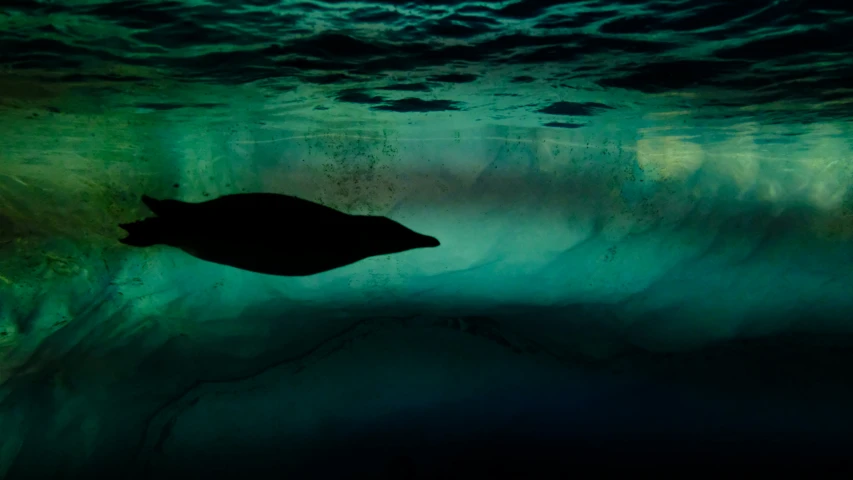 a fish swims under some water in the dark