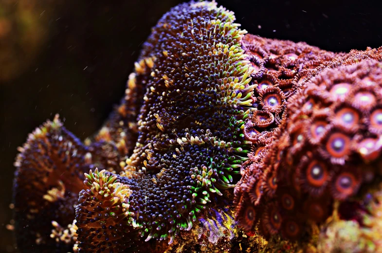 the image shows bright corals that have recently been eaten