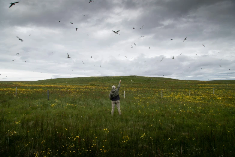 a grassy field with yellow flowers and birds in the sky