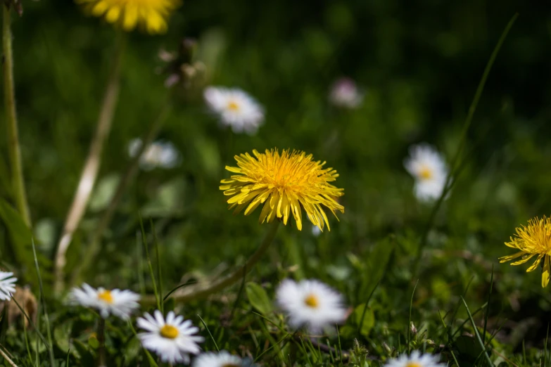 a close up of yellow flowers near one another