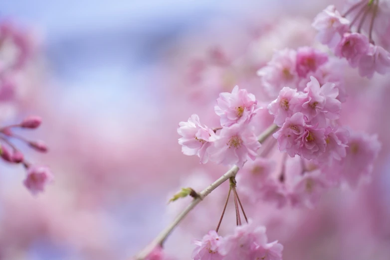 there are pink flowers and leaves in the po