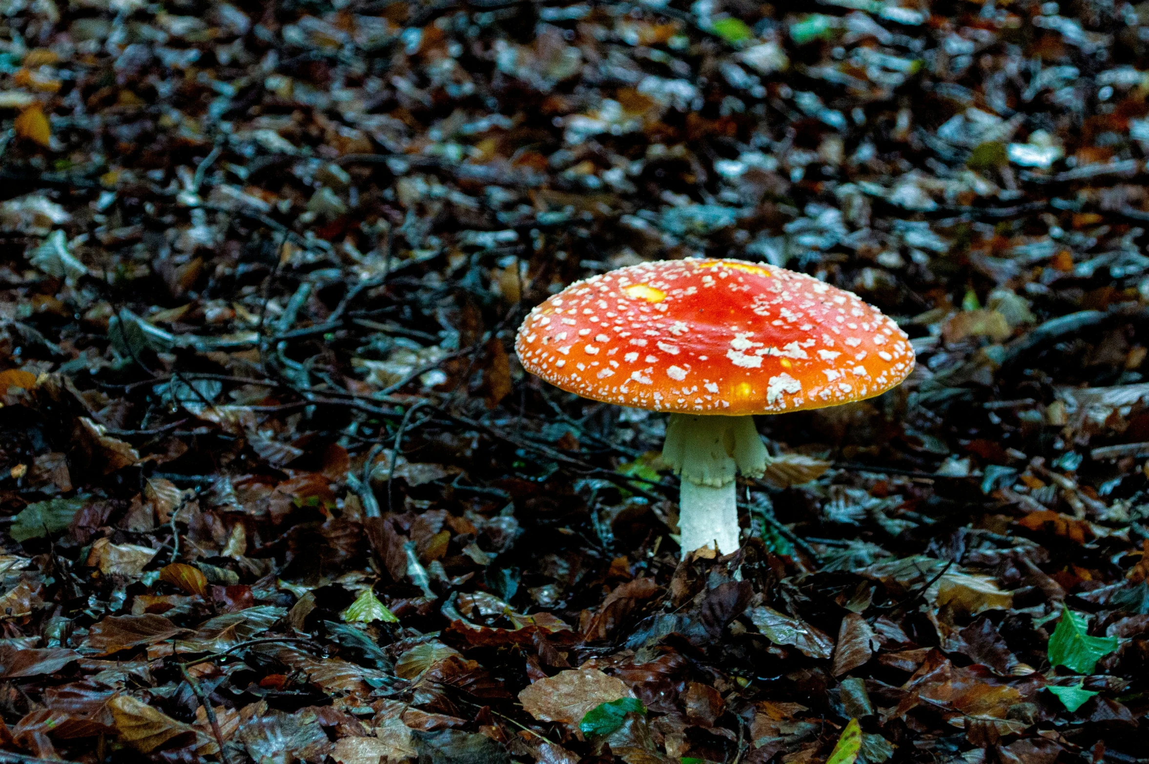 a mushroom in the ground covered in leaves