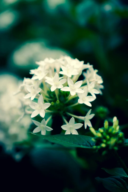 a closeup po of white flowers in full bloom