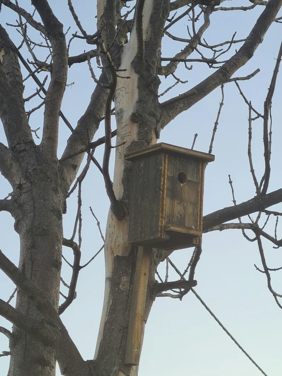 a bird house is sitting on the tree limb