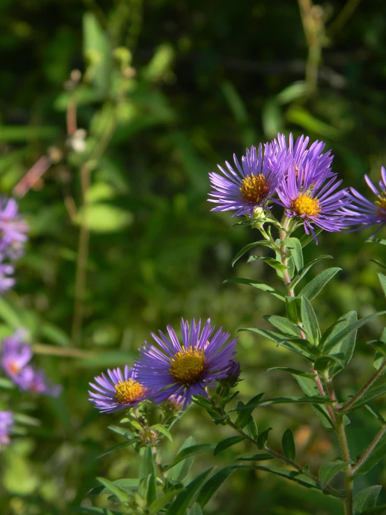 purple flowers and their leaves growing next to each other