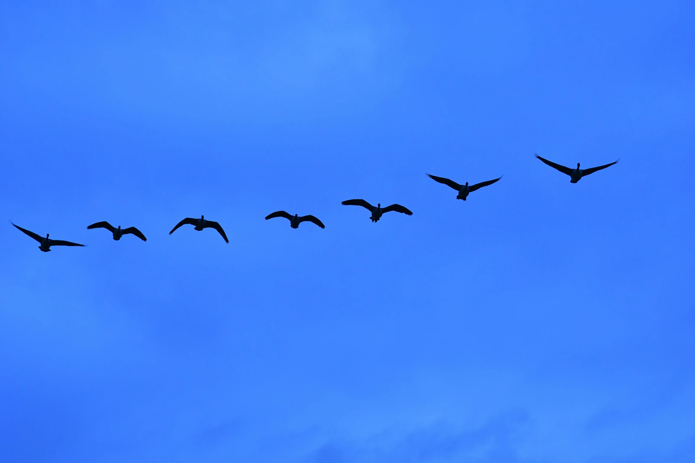 many birds fly in the sky during sunset