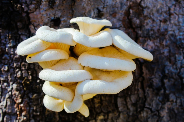 a group of mushrooms growing out of a tree