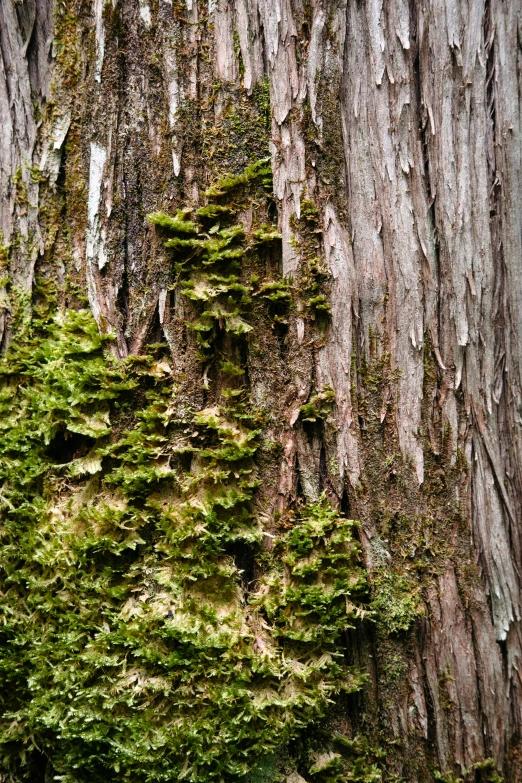 some green plants and trees near one another