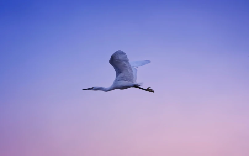 a big white swan flying on the blue and purple sky