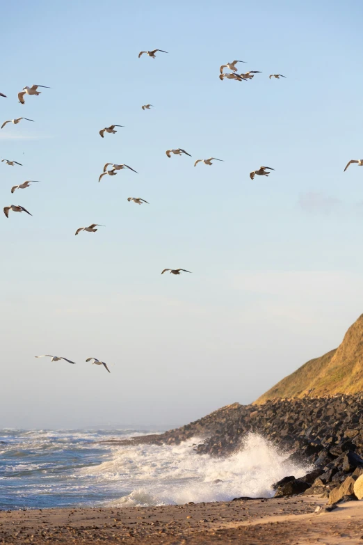 seagulls flying over a shoreline on a clear day