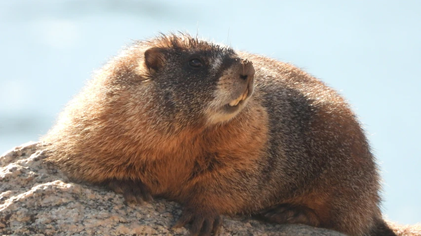 an animal is resting on the rock