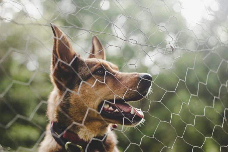 a brown dog standing next to a wire net