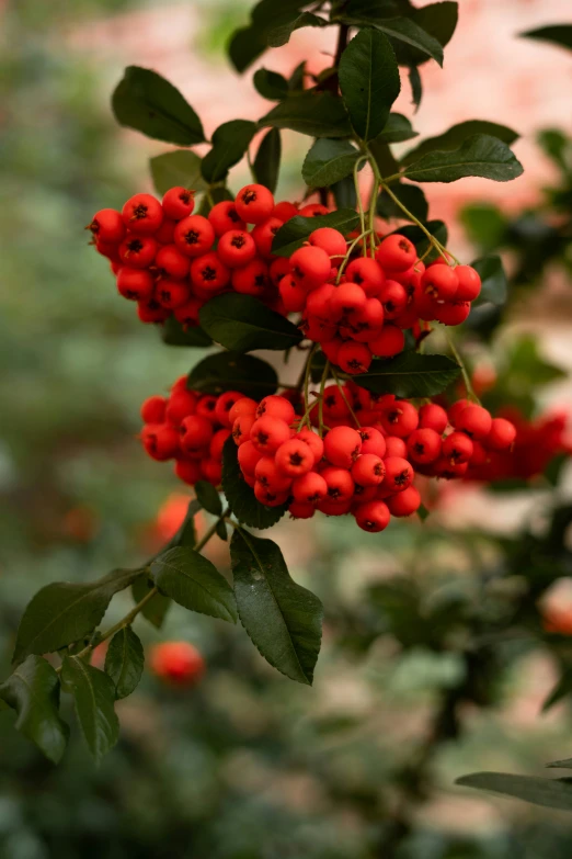 berries in the tree hanging from nches with leaves