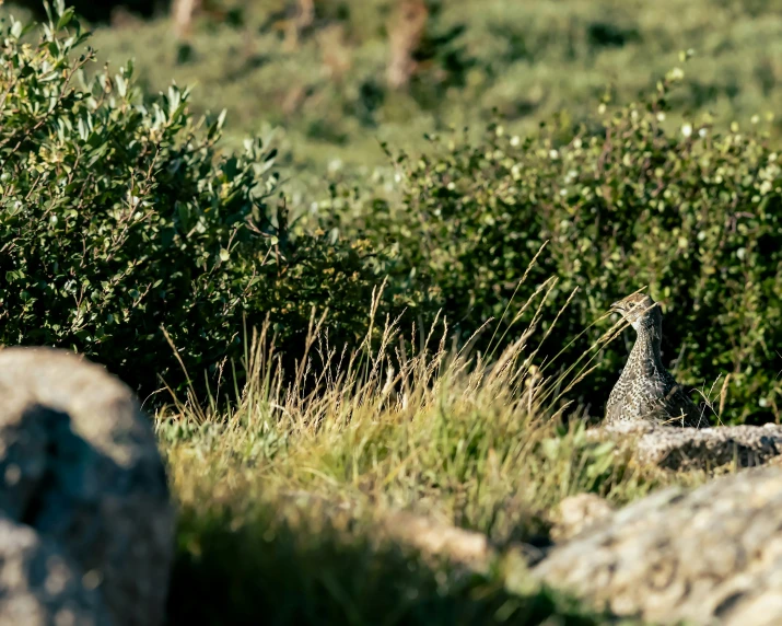 the bird is standing on a rock in the grass