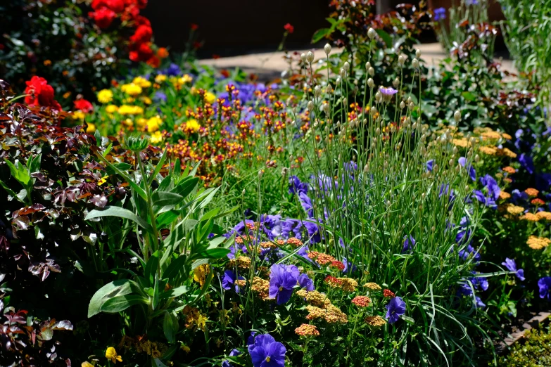 various types of flowers that are growing next to each other