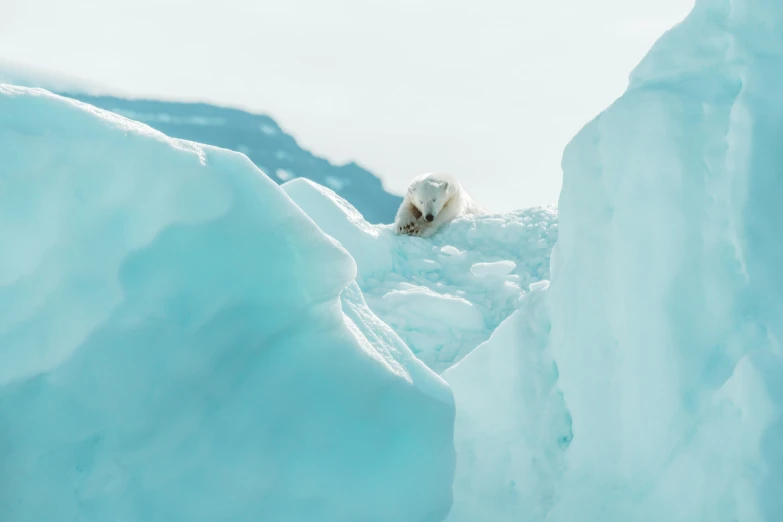 a polar bear is laying on an ice shelf