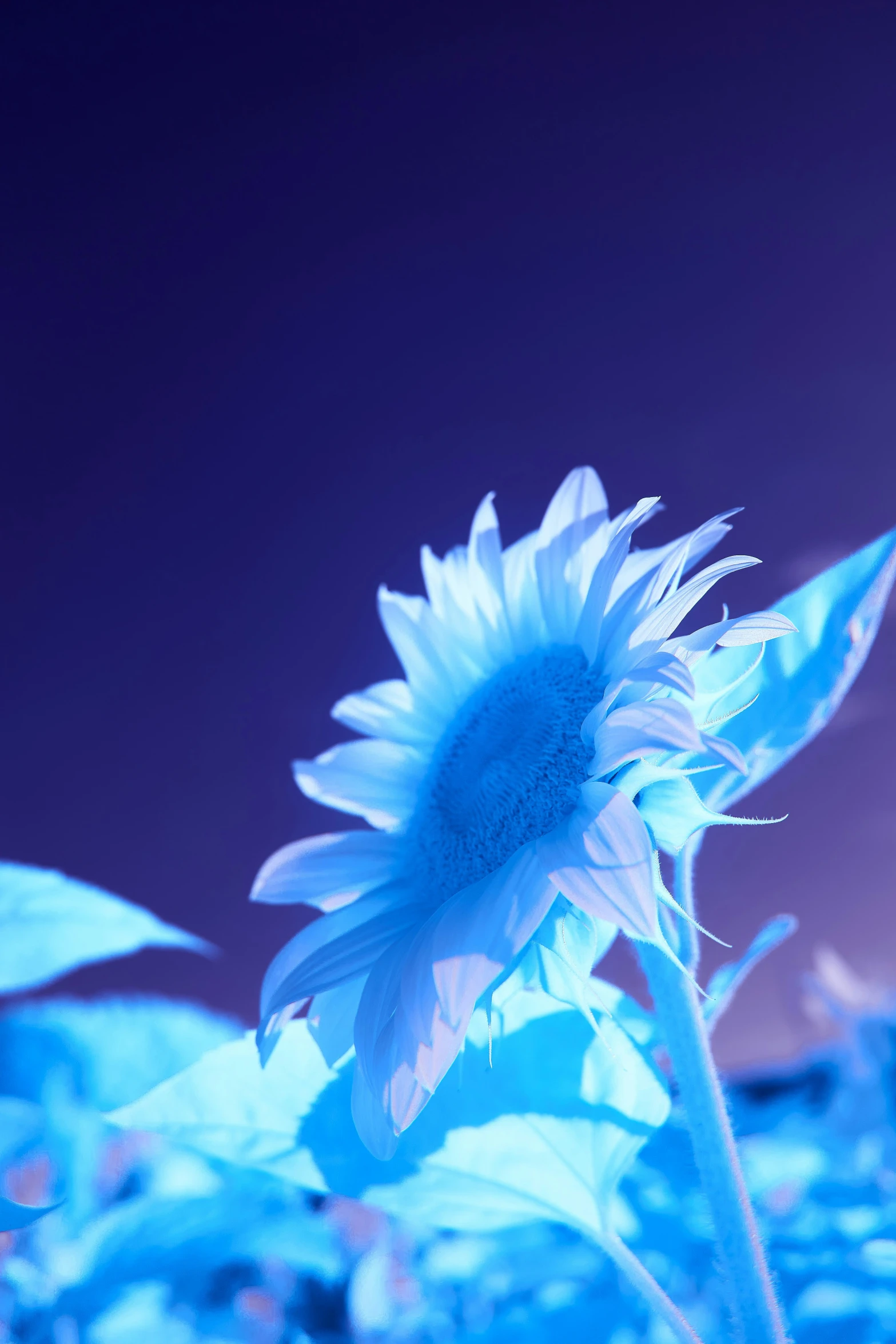 a sunflower in blue, with a sky background