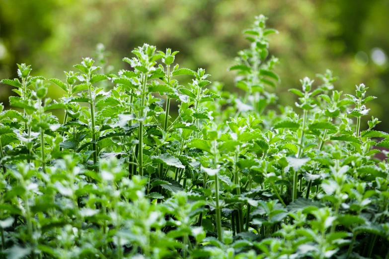 green plants with long green stems grow in the sunlight