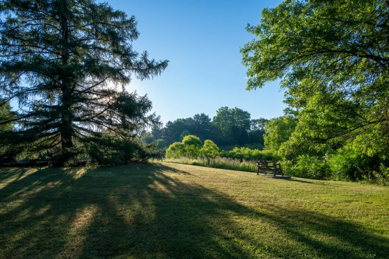 an open field with trees and grass on it