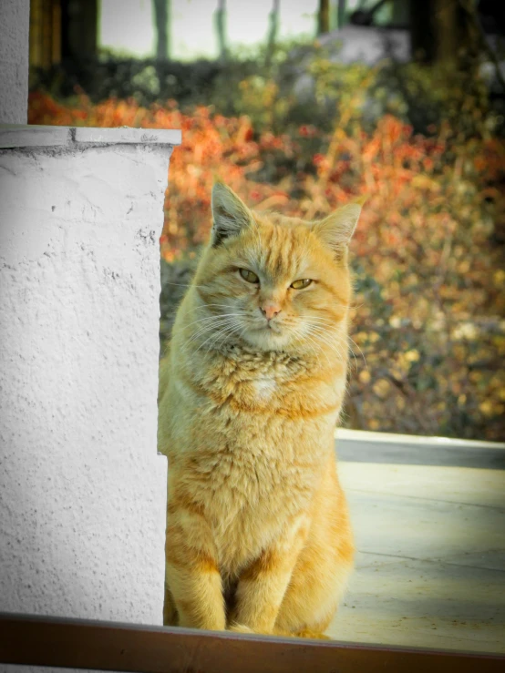 an orange cat looking out from behind a fence