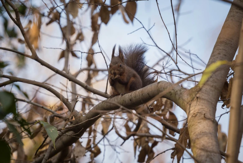 a red squirrel sitting in a tree eating a piece of food