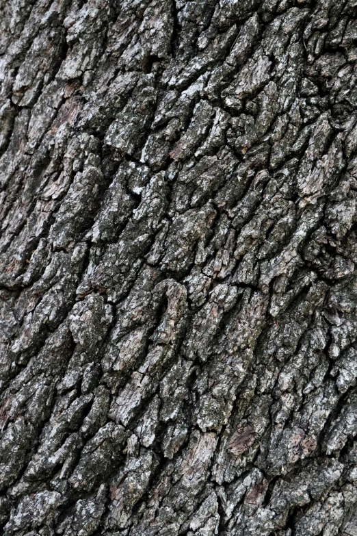 a brown tree is textured with dirt