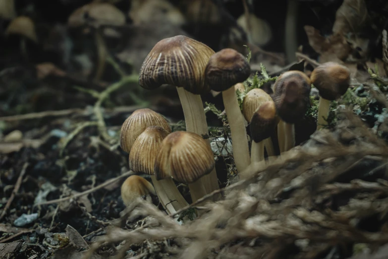 a group of mushrooms that are by some sticks