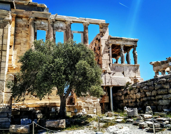 ancient architecture and an olive tree in the ruins